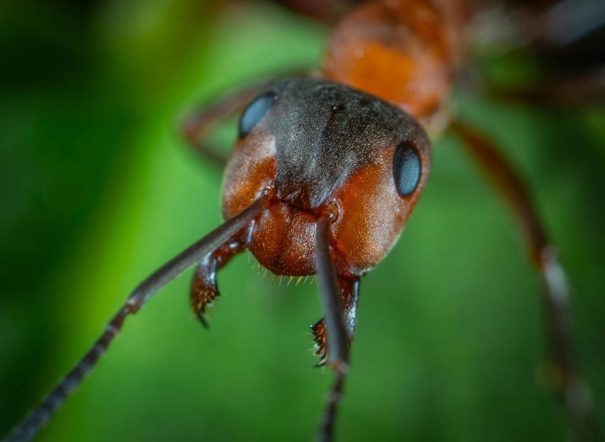 Ant close-up