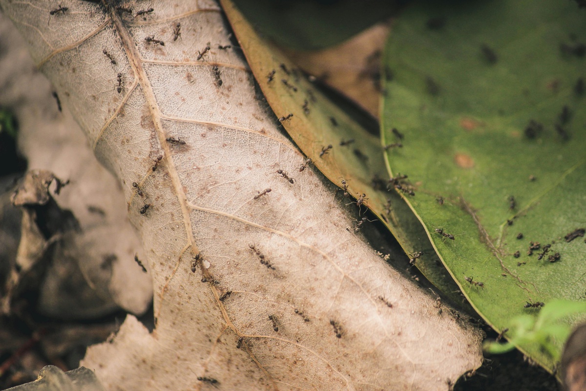 Ants crawling over leaves