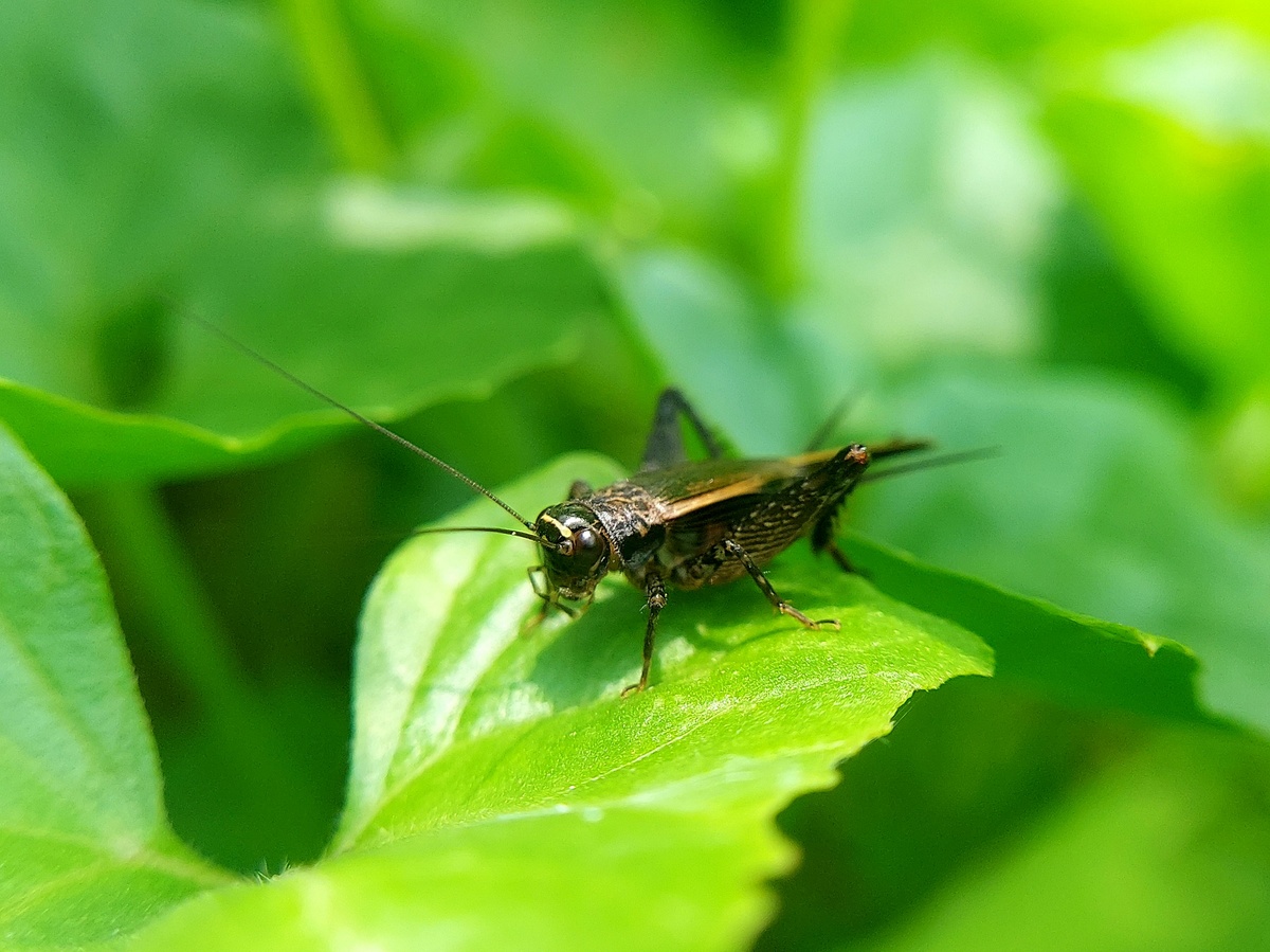 Cricket in leaves