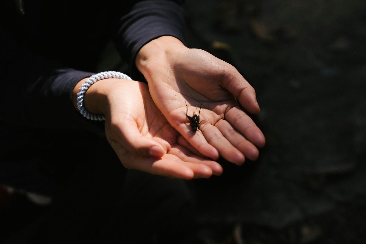 Human hands holding a cricket