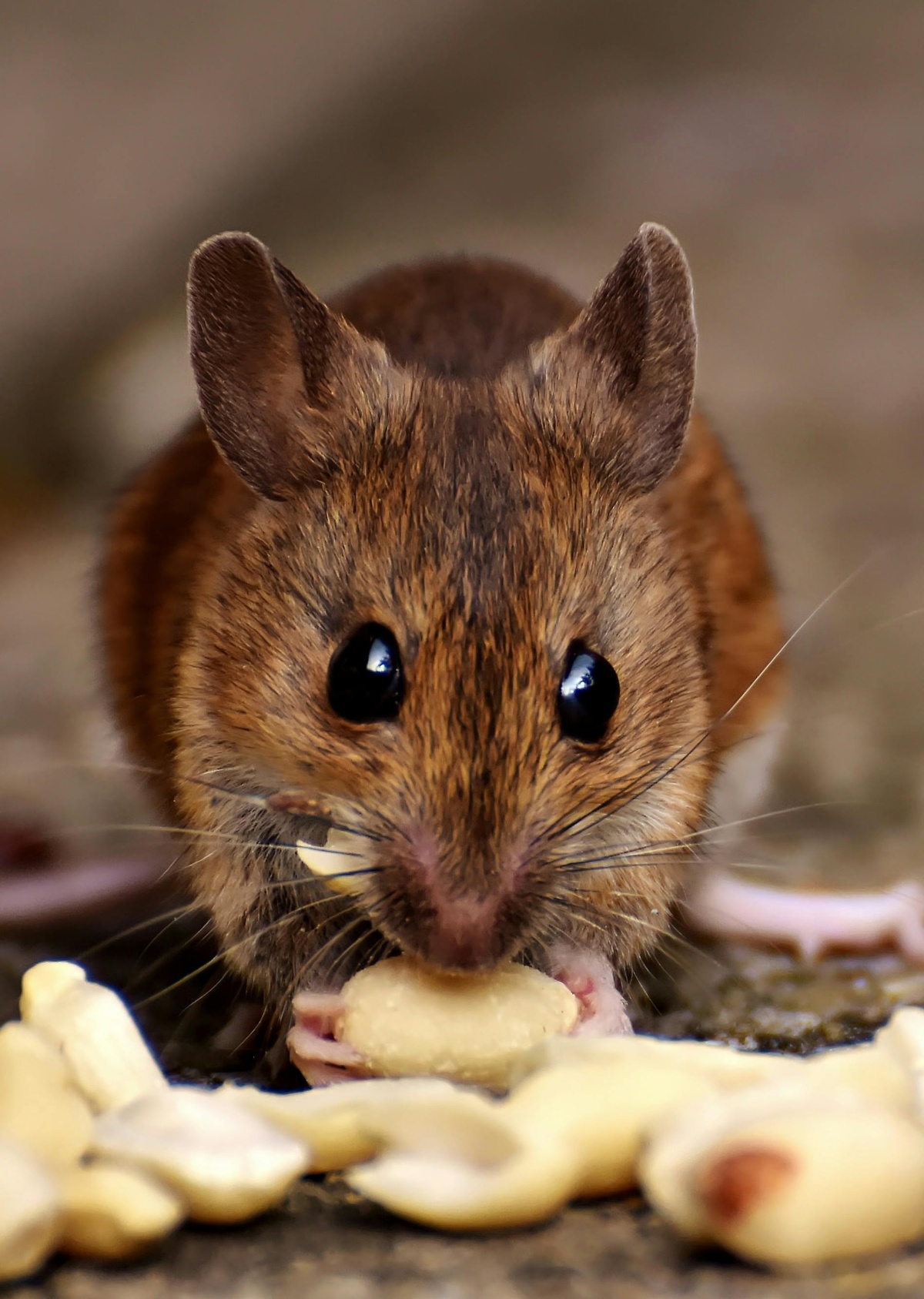 Close-up of a mouse eating
