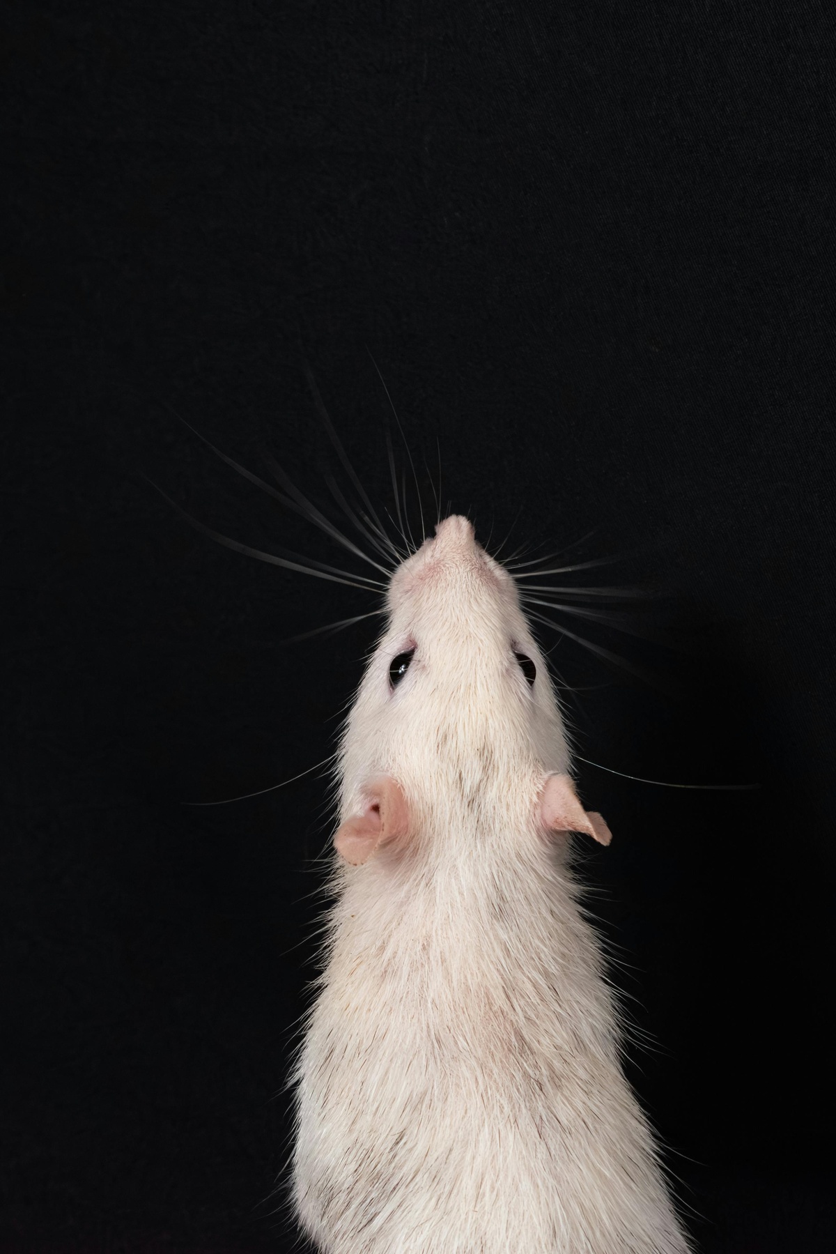 Close-up of a rat