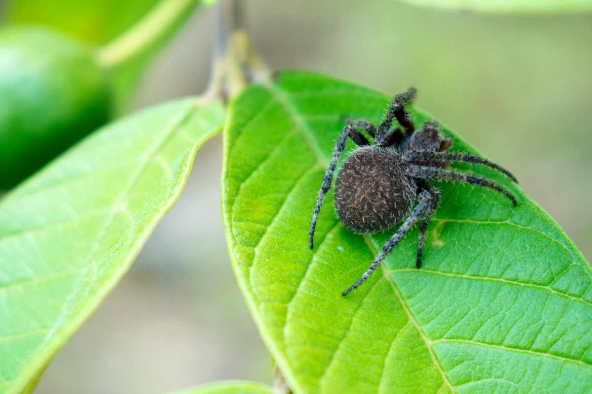 Spider on leaf