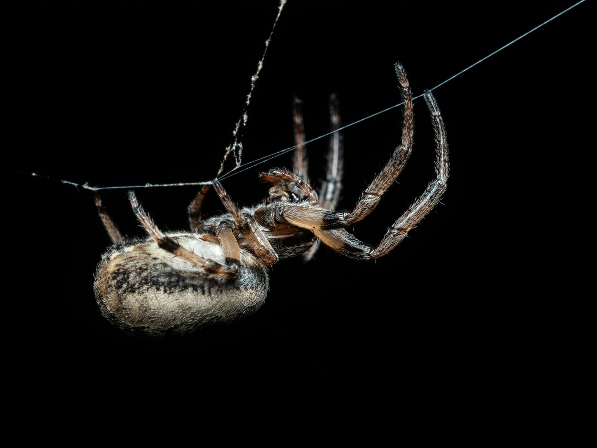 Spider hanging from web