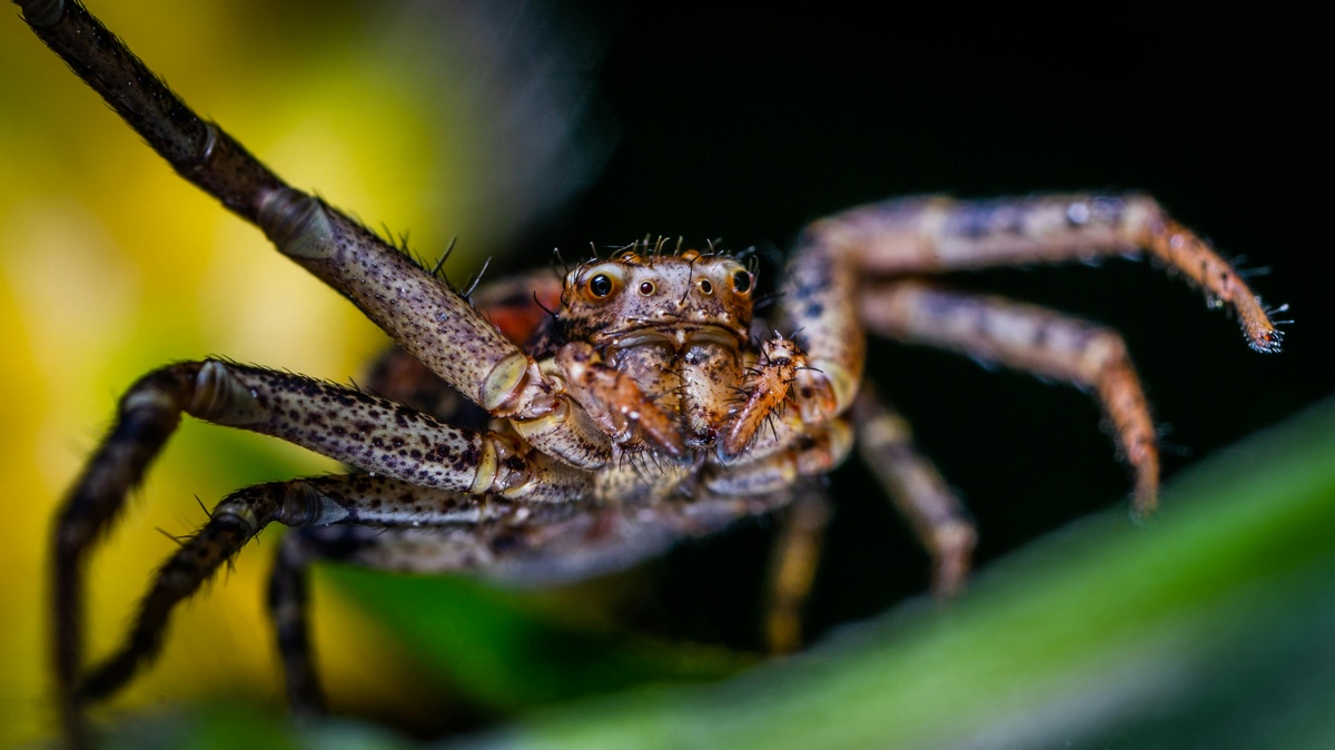 Spider close-up