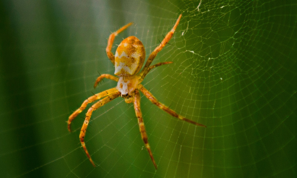 Spider in web