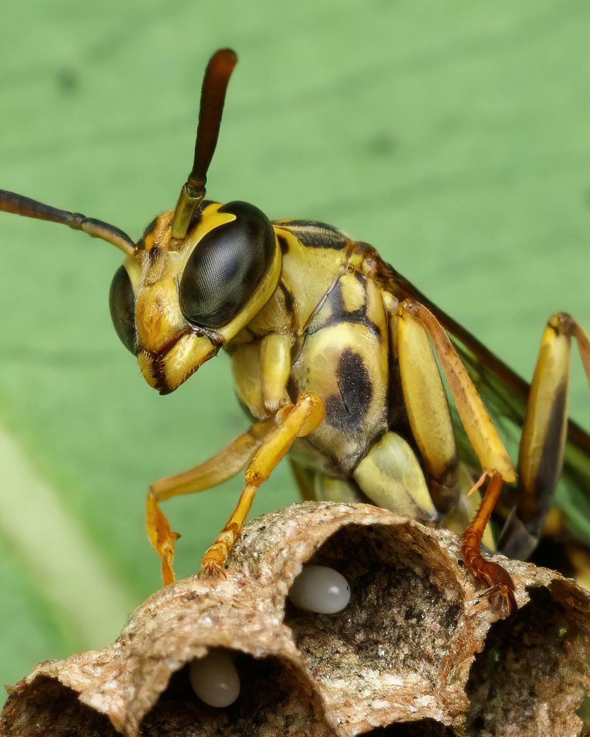 Wasp on nest with wasp eggs