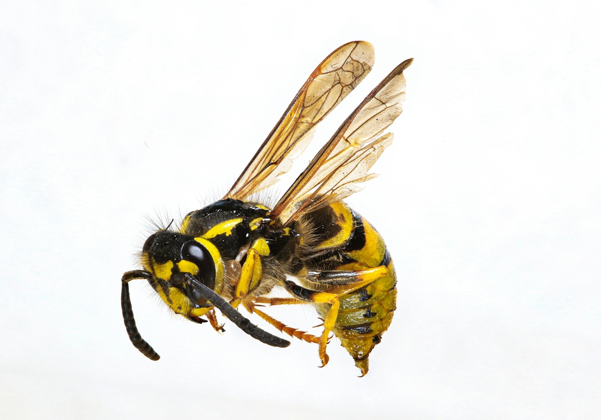 Close-up of a wasp