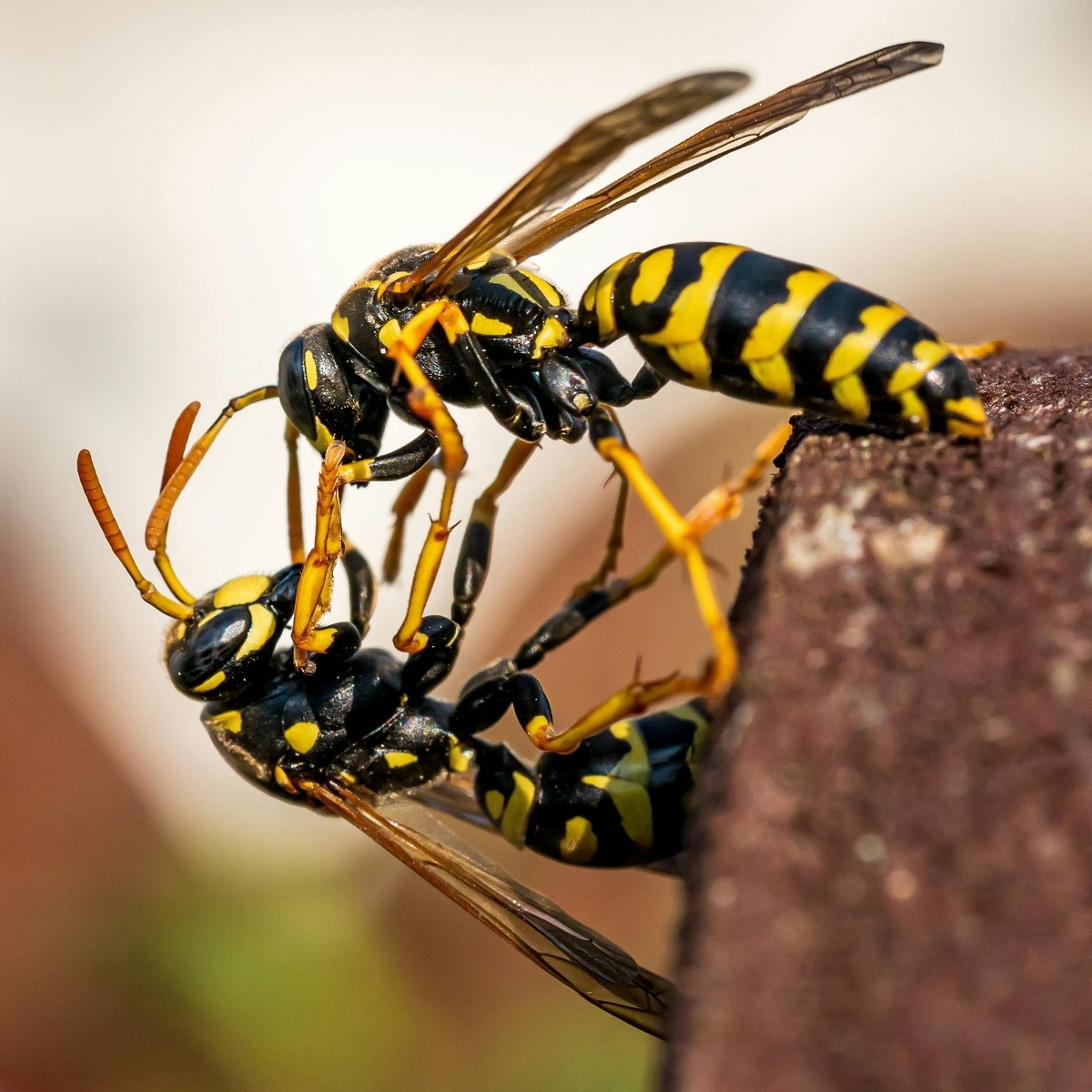 Two wasps