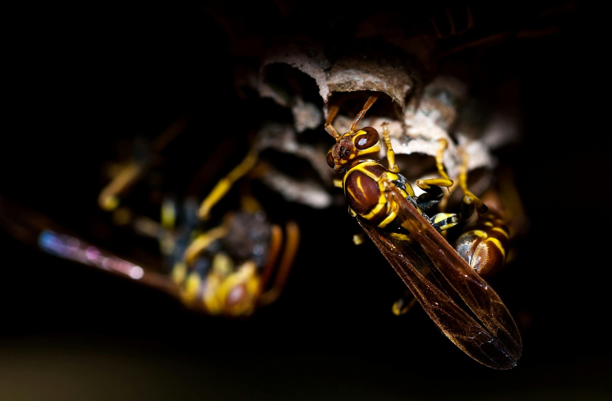 Wasps entering a nest